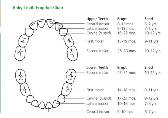 سن رشد دندان در کودکان